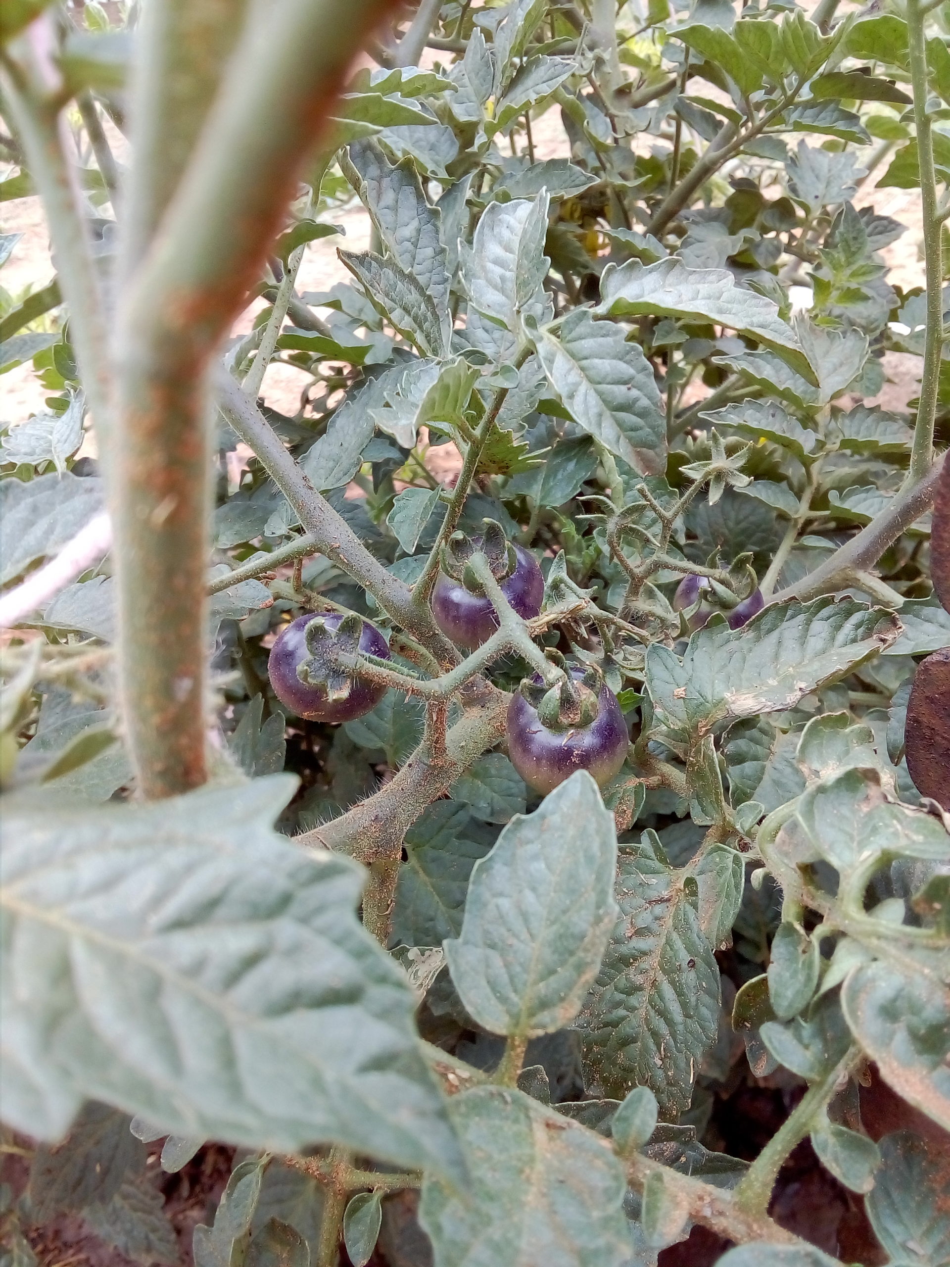 blueberry tomatoes